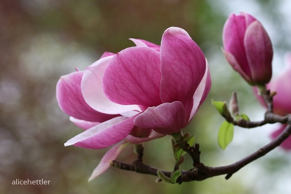 Tulpen-Magnolie (Magnolia × soulangeana)